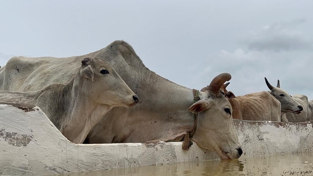 Cows at the Dhyan Foundation gaushala
